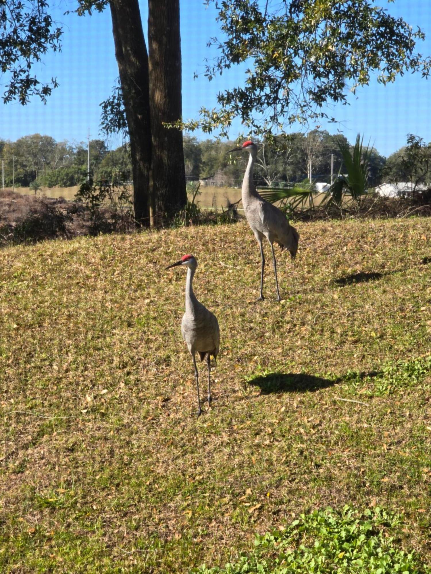 Home Away From Home Mount Dora Esterno foto